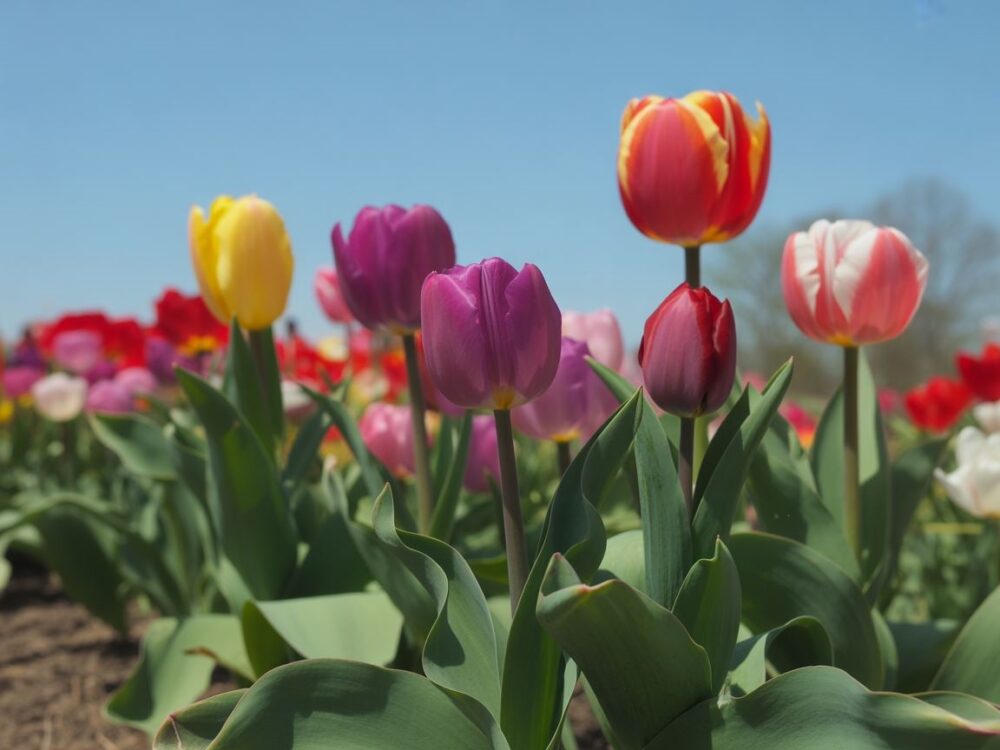 Czas kwitnienia tulipanówdutchgrown+1