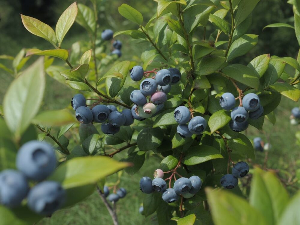 Krzew borówki w mulczu
