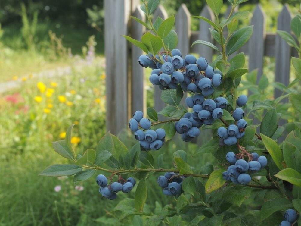 Pąki kwiatowe borówki