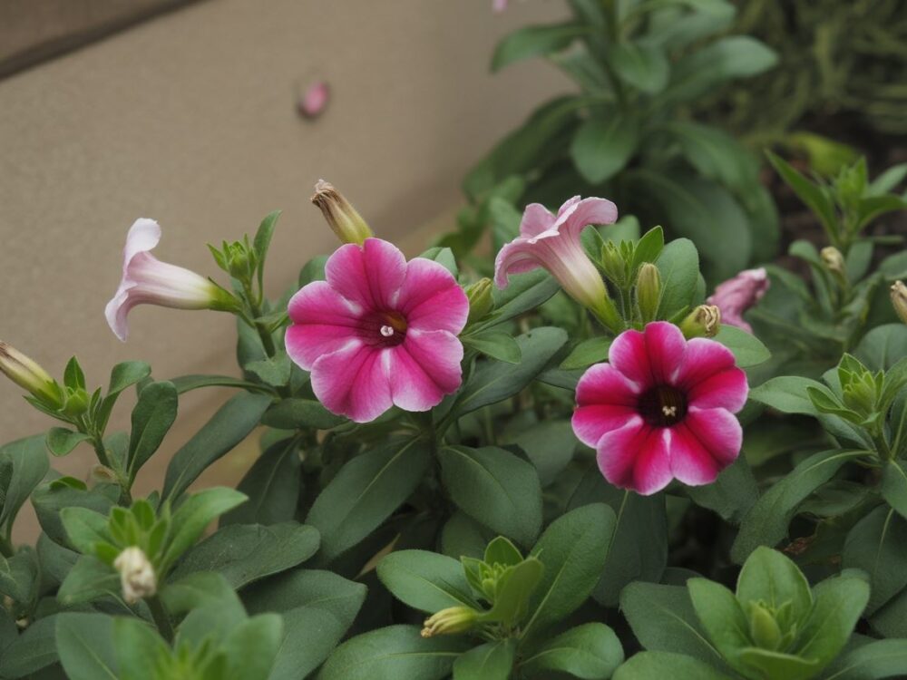 Podlewanie rano i wieczorem