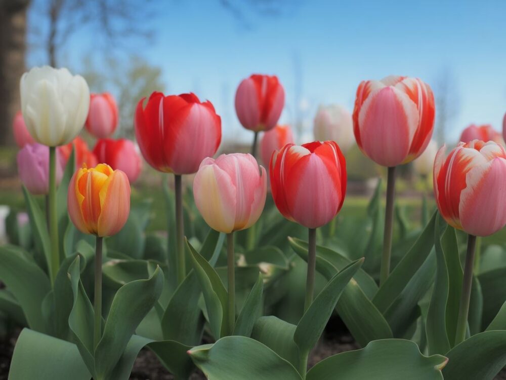 Tulipany 1–3 tygodniespiderfarmer+1