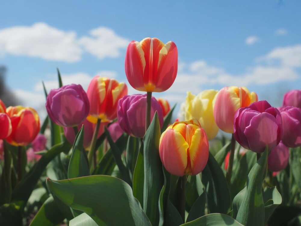 Wczesne i późne odmianywindflowerflorist+1