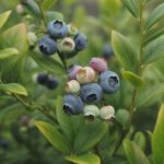 Wzrost borówki rocznej