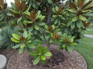 gleba próchniczna przepuszczalna