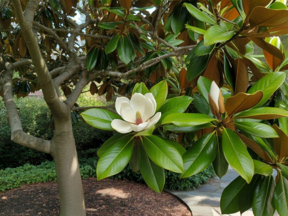 mulcz przy magnolii