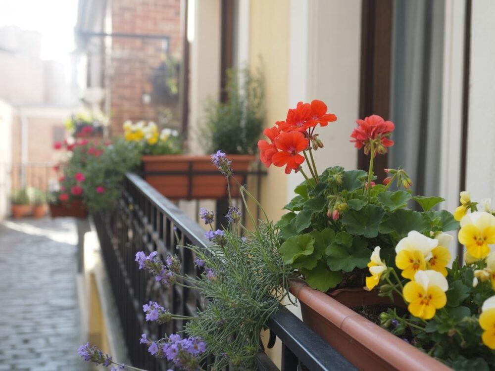 Czy już czas? Kiedy sadzić kwiaty na balkonie, żeby rosły jak szalone?